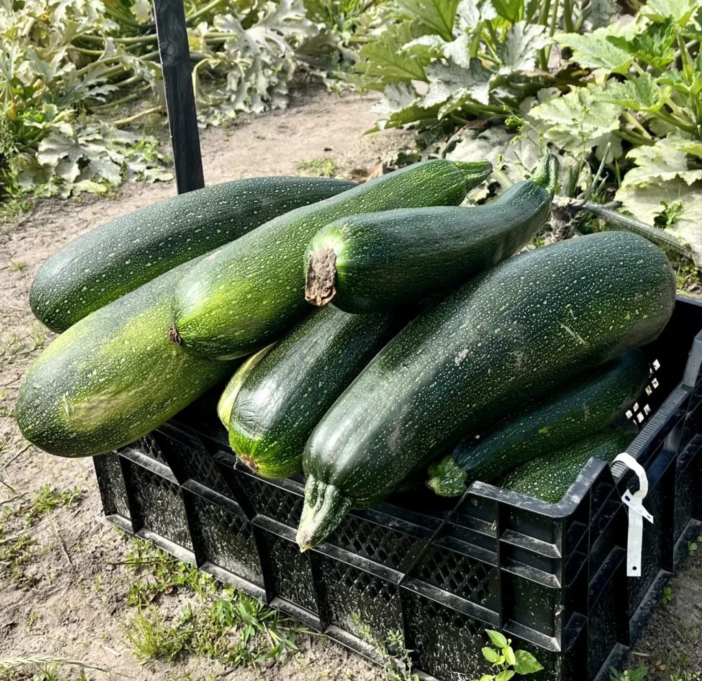 Courgette