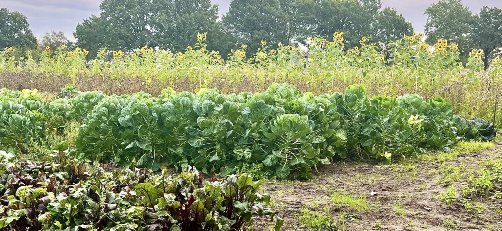 Seizoensgroenten: Spruiten in lokale moestuin