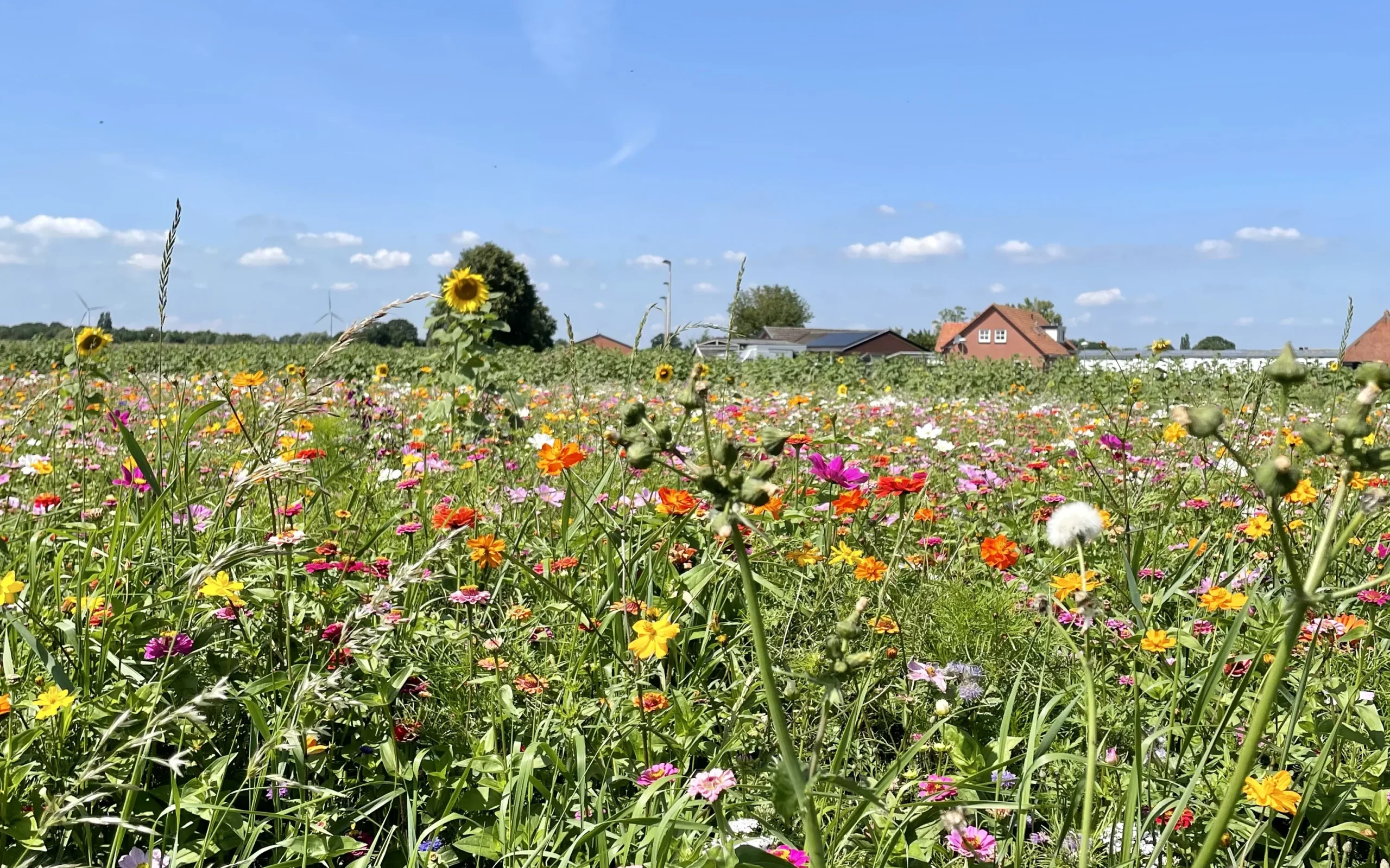 Bloemenbed in de zomer