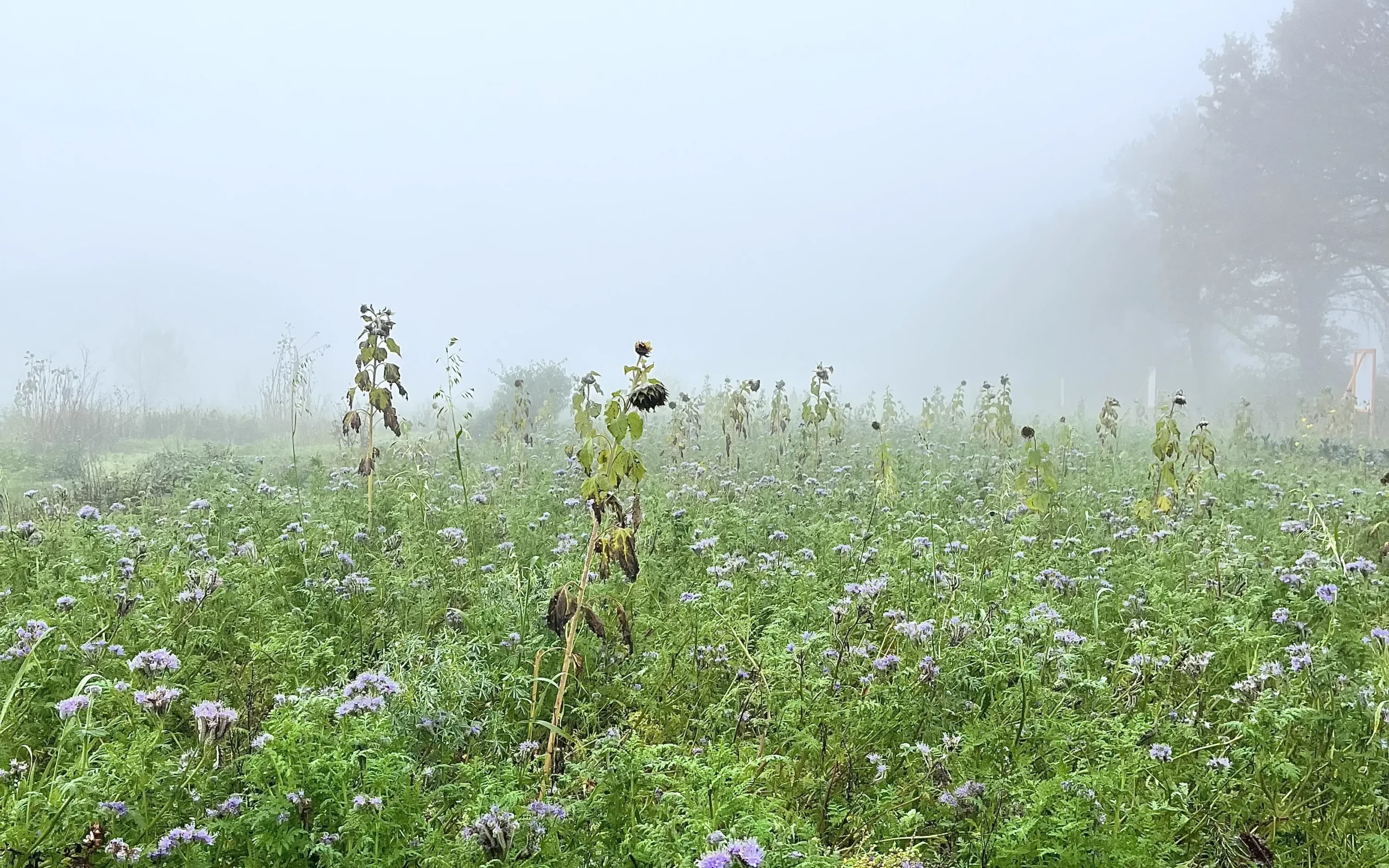 Mistig bloemenbed