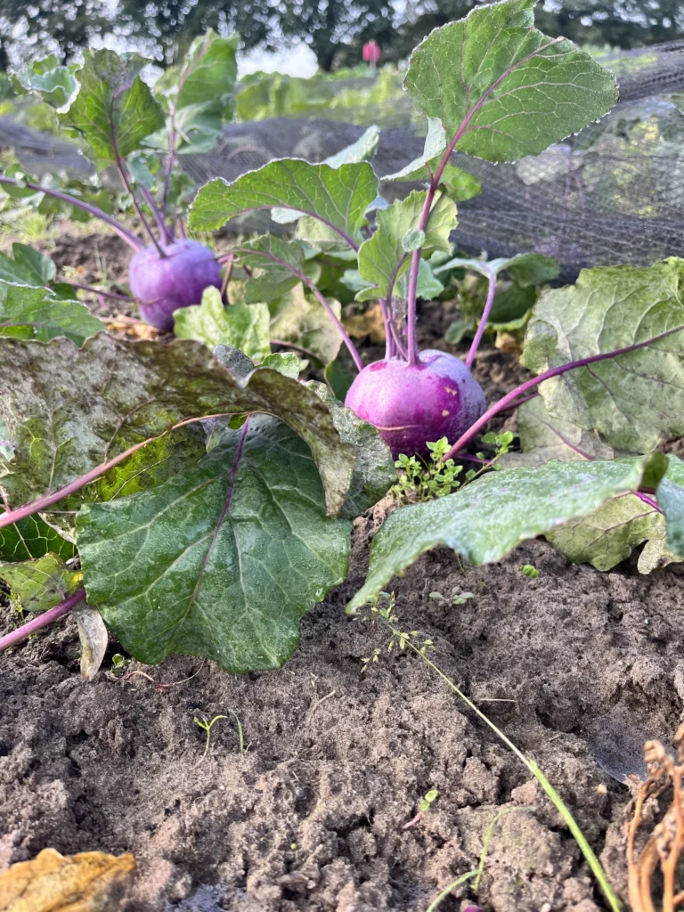 Koolrabi in de moestuin