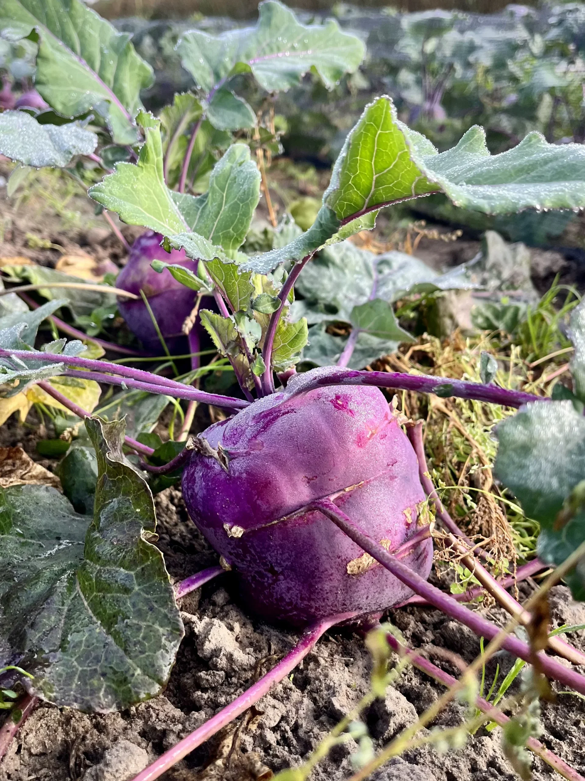 Paarse Koolrabi in de moestuin