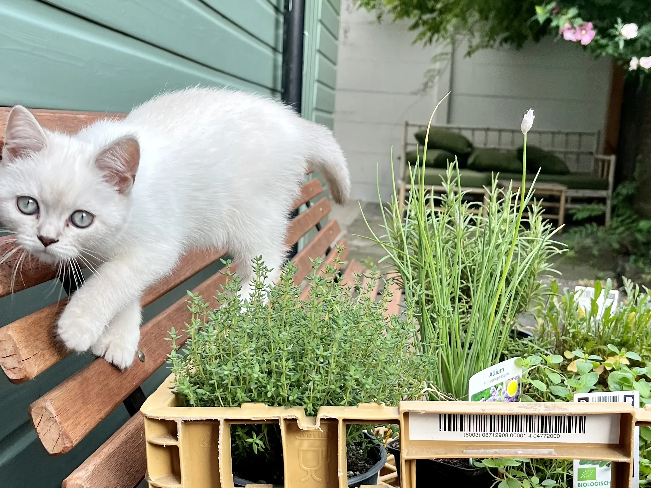 Tuinieren met de kat