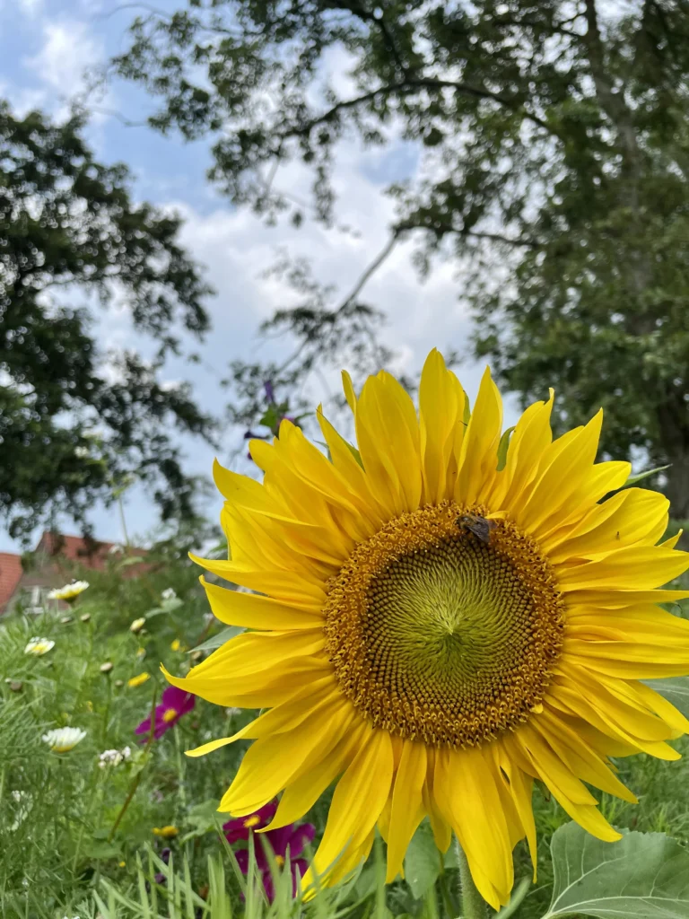 Simpel leven: zonnenbloem in bloemenveld