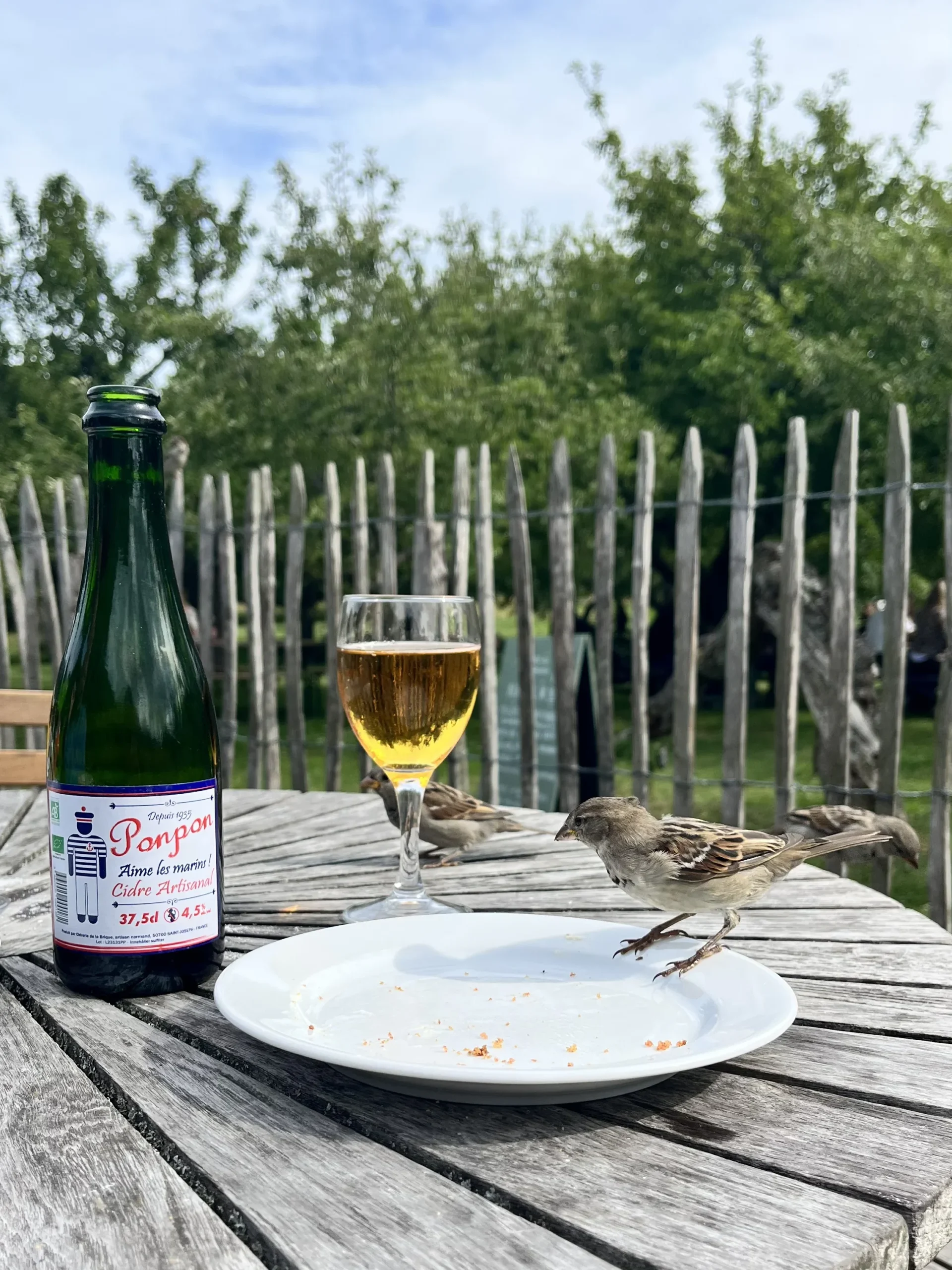 fles cider en een leeg bord met een vogel die de kruimels opeet.