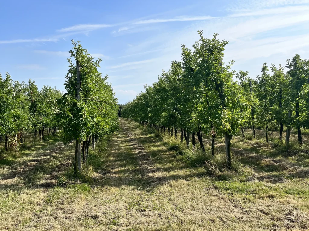 Appelbomen