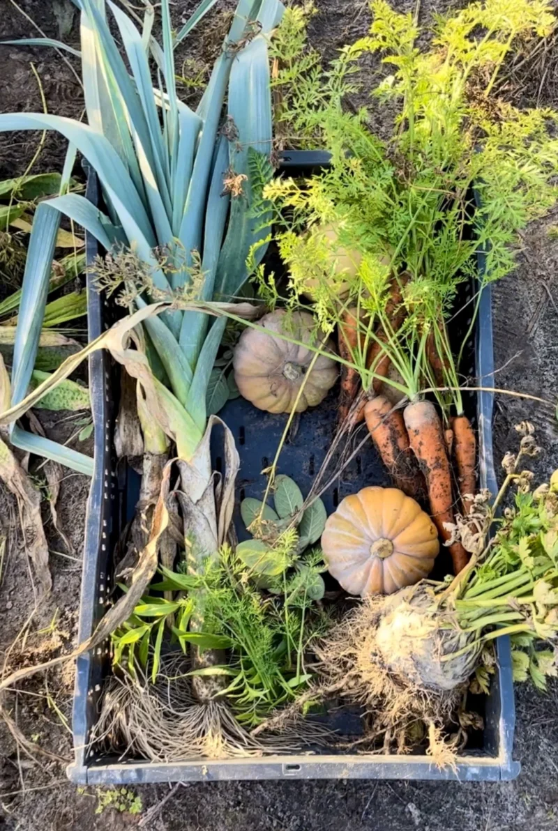 Koken met de seizoenen, krat met groenten
