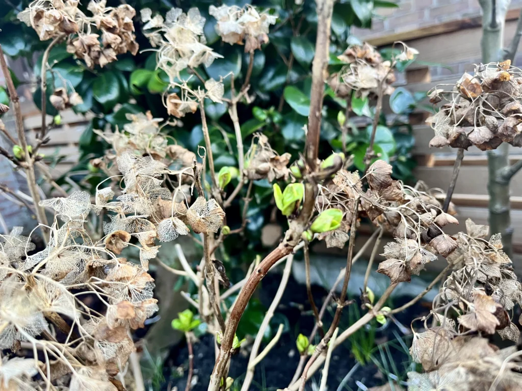 Hortentias in februari