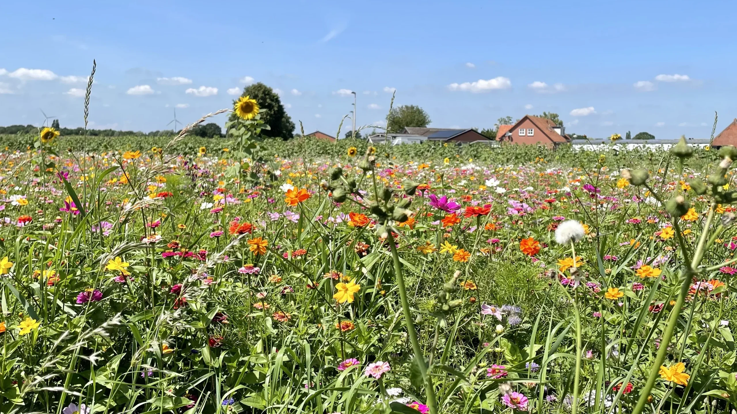 Bloemenbed in de zomer